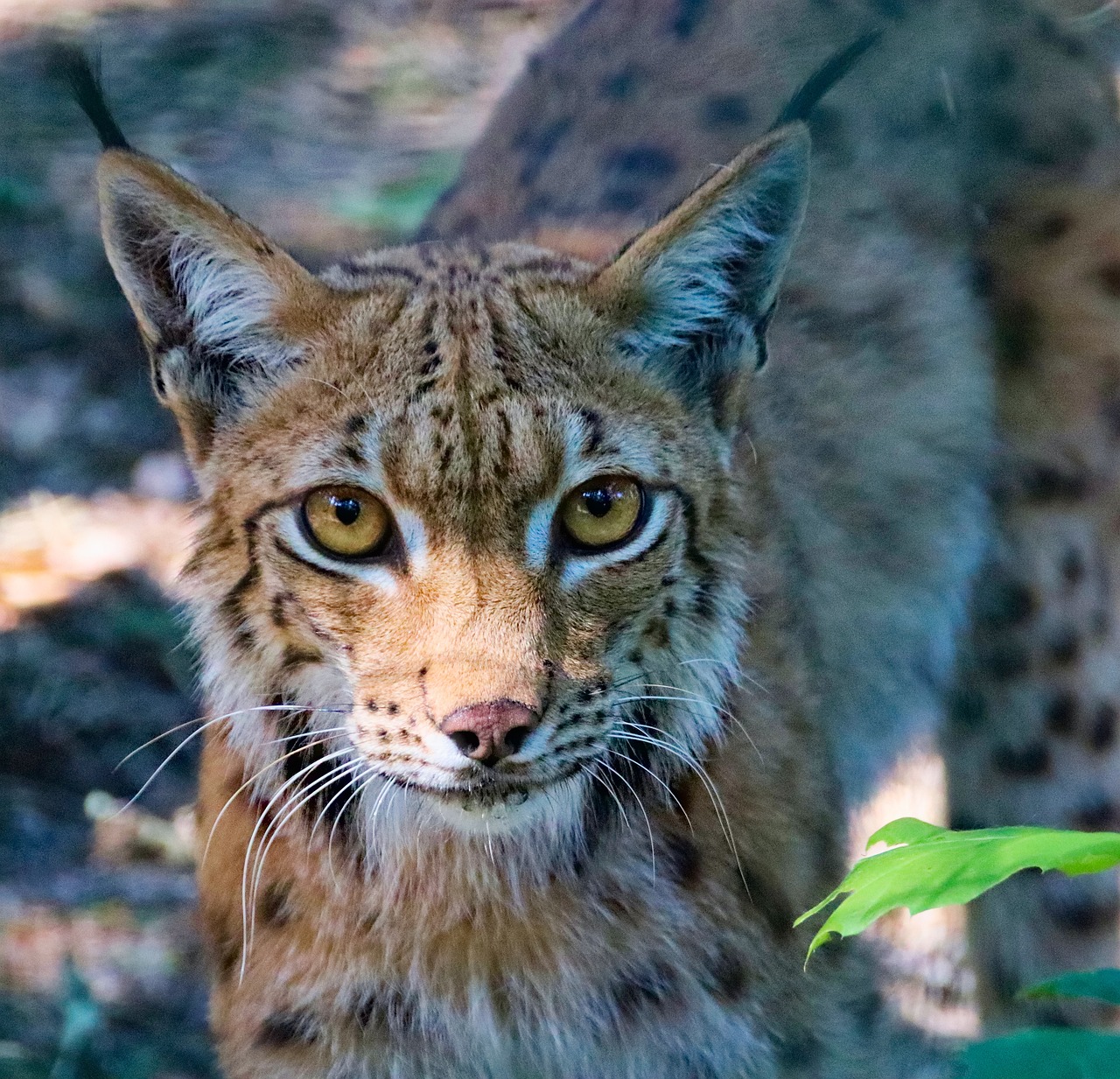Feature, the eurasian lynx, beast — The Risks of Using a Fake ID