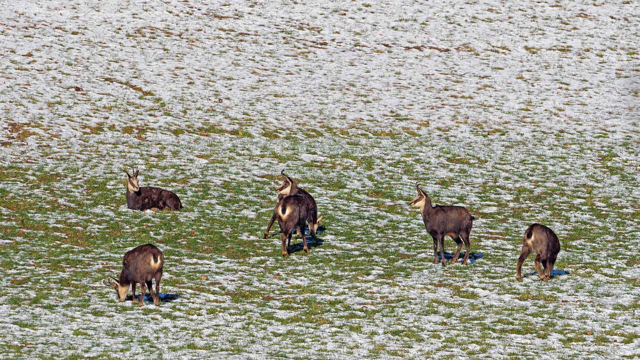 Chamois, wild animal, game viewing — Webslot 168: Your Gateway to All Slot Camps